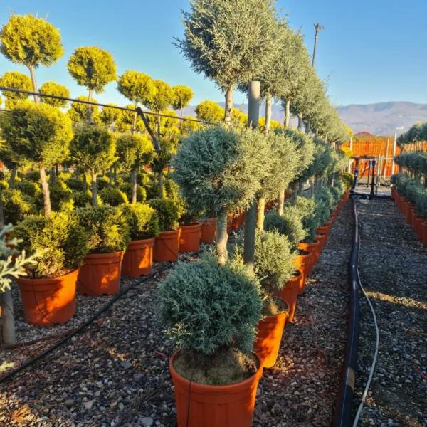 Cupressus arizonica 'Fastigiata' (Arizonska cipresa - POMPONS)
