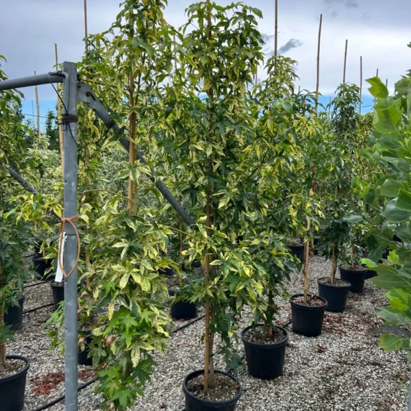 Liquidambar styraciflua (Ameriški ambrovec)