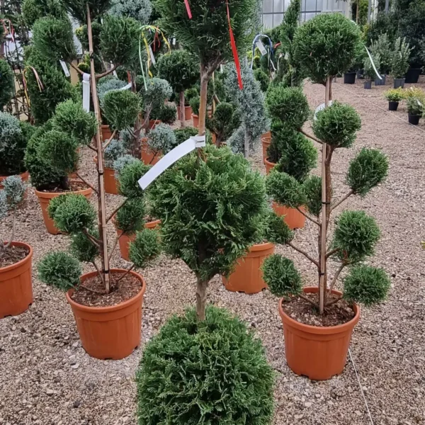 Cupressocyparis leylandii 2001 (Lejlandova cipresa)