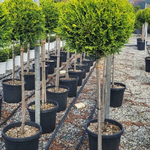 Cupressocyparis leylandii 'Castle Gold ' (Leylandova cipresa)