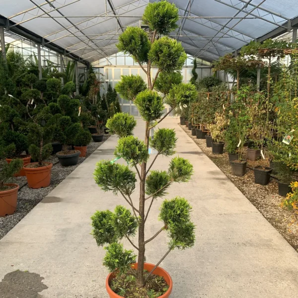 Cupressocyparis leylandii 'Castle Gold ' (Leylandova cipresa - POMPONS)