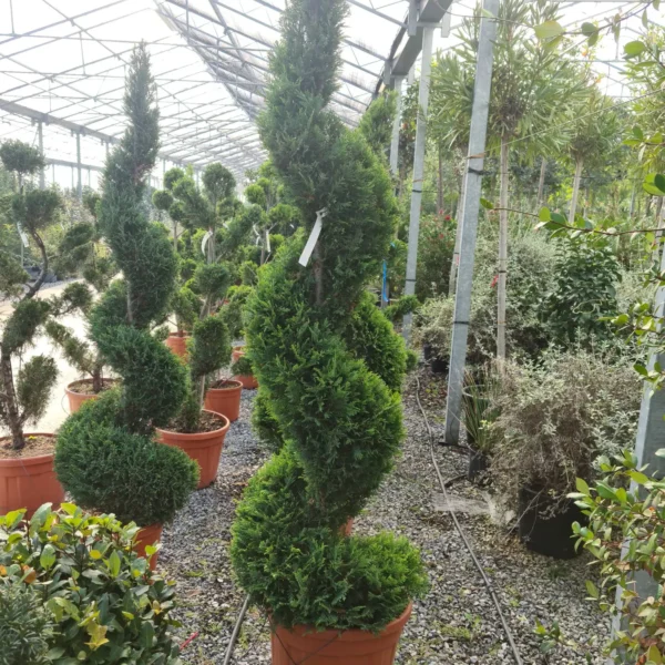 Cupressocyparis leylandii 'Castlew. Gold ' (Leylandova cipresa - SPIRAL)