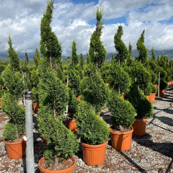 Cupressocyparis leylandii 'Castlew. Gold ' (Leylandova cipresa - SPIRAL)