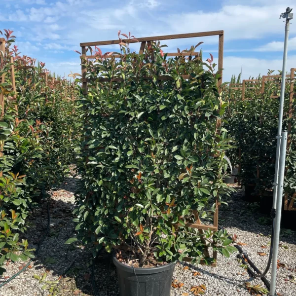 Photinia fr. 'Red Robin' (Fotinija BARIERA)