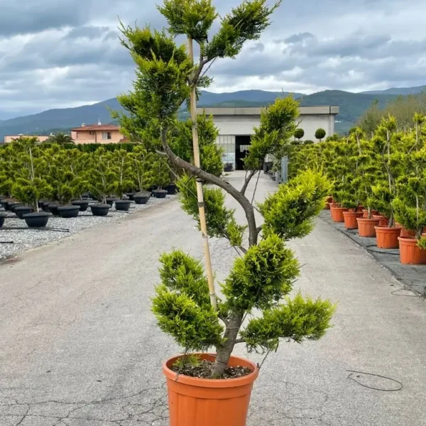 Cupressocyparis leylandii 'Gold Rider ' (Leylandova cipresa)