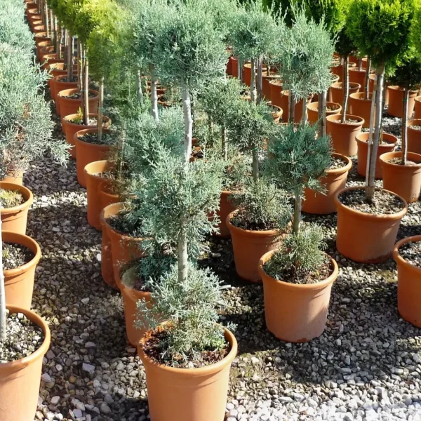 Cupressus arizonica 'Fastigiata' (Arizonska cipresa - POMPONS)