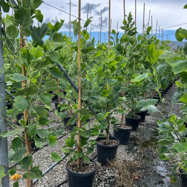 Liriodendron tulipifera 'Aureomarginatum' (Pisanolistni tulipanovec)