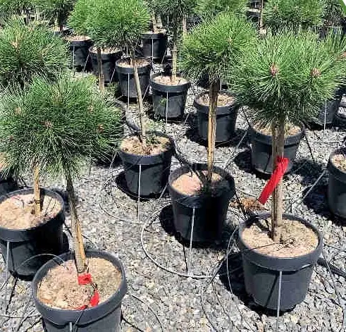 Pinus nigra 'Bambino'  NA STEBLU (Črni bor)