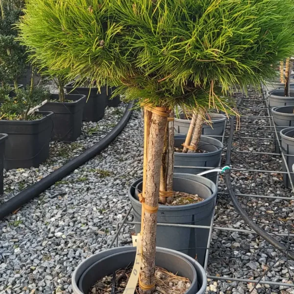 Pinus nigra 'Brepo' (Rušje na steblu)