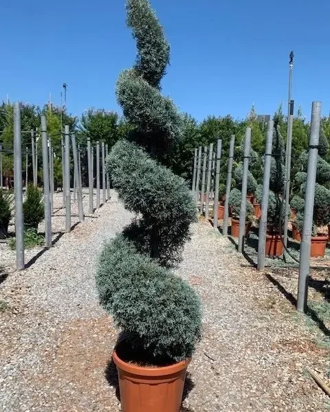 Cupressus arizonica 'Fastigiata' (Arizonska cipresa - SPIRALNA)