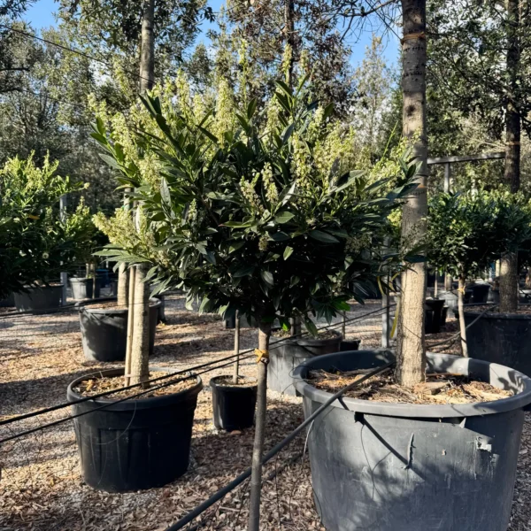 Prunus laurocerasus 'Otto Luyken' (Lovorikovec)