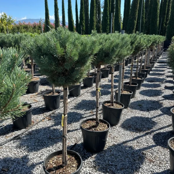 Pinus sylvestris 'Watereri' (Kompaktni rdeči bor)