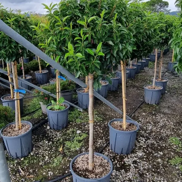 Prunus lusitanica `Angustifolia` (Portugalski lovorikovec - NA STEBLU)