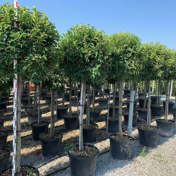 Prunus lusitanica `Angustifolia` (Portugalski lovorikovec - NA STEBLU)