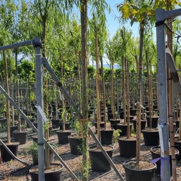 Salix babylonica (Vrba žalujka)