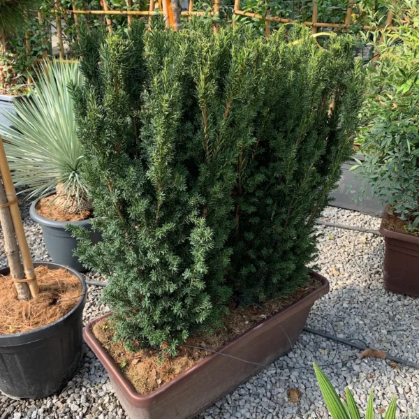 Taxus baccata (Navadna tisa)