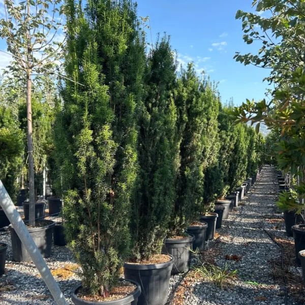 Taxus baccata 'Fastigiata' (Stebrasta tisa)