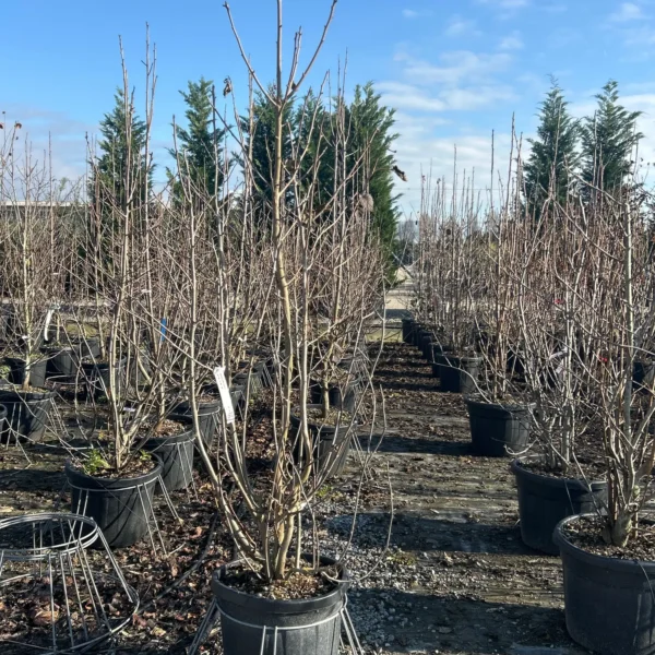 Davidia involucrata (Davidija)