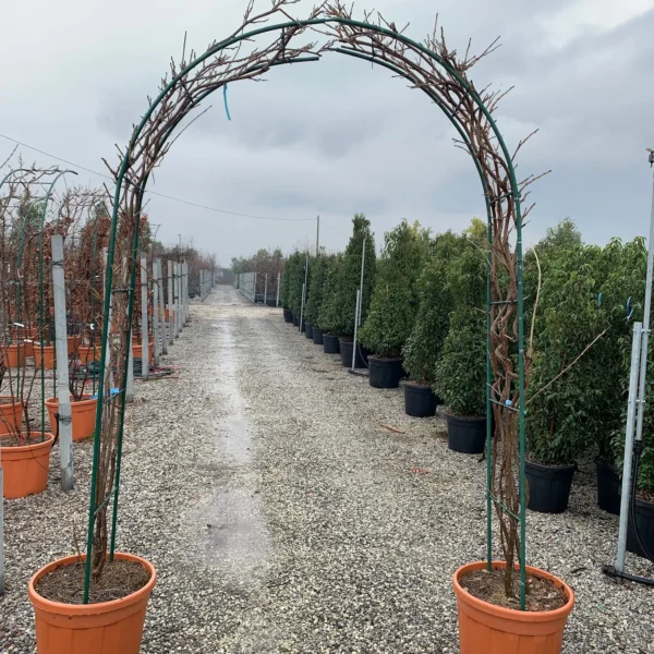Wisteria sinensis 'Prolific' (Glicinija)