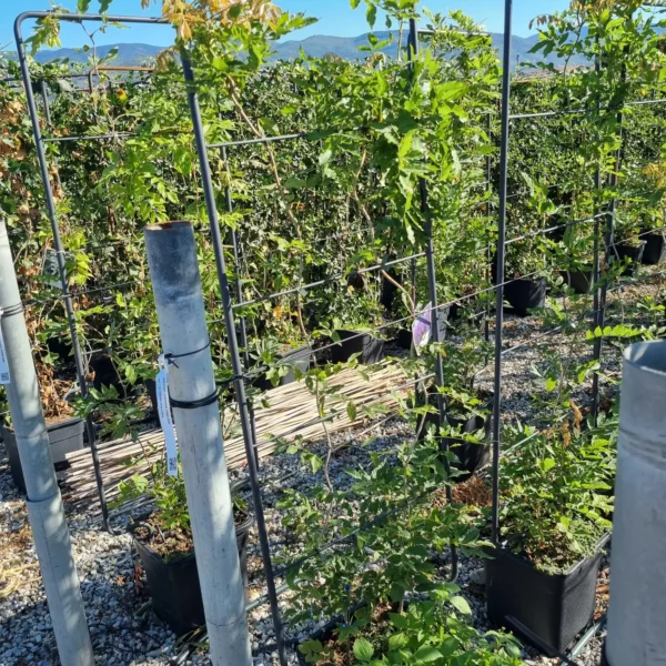 Wisteria sinensis 'Prolific' (Glicinija)