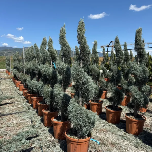 Cupressus arizonica 'Fastigiata' (Arizonska cipresa - SPIRALNA)
