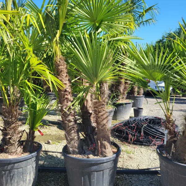 Trachycarpus fortunei (Palma - Visoka žumara)