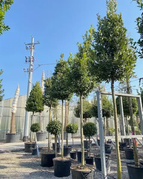 Laurus nobilis (Navadni lovor)