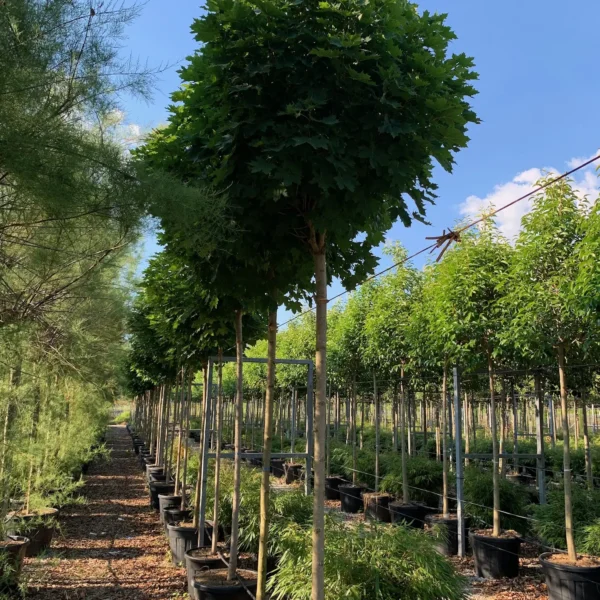 Acer platanoides 'Globosum' (Kroglasti ostrolistni javor)