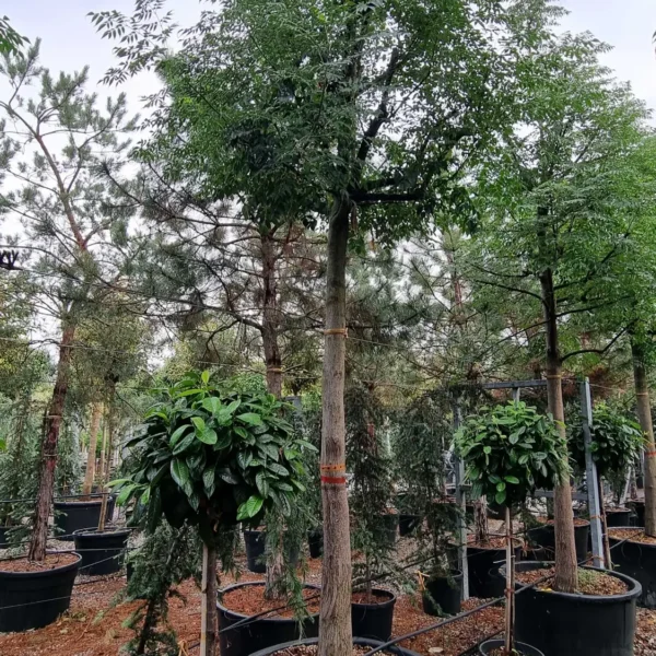 Melia Azedarach (Melija)