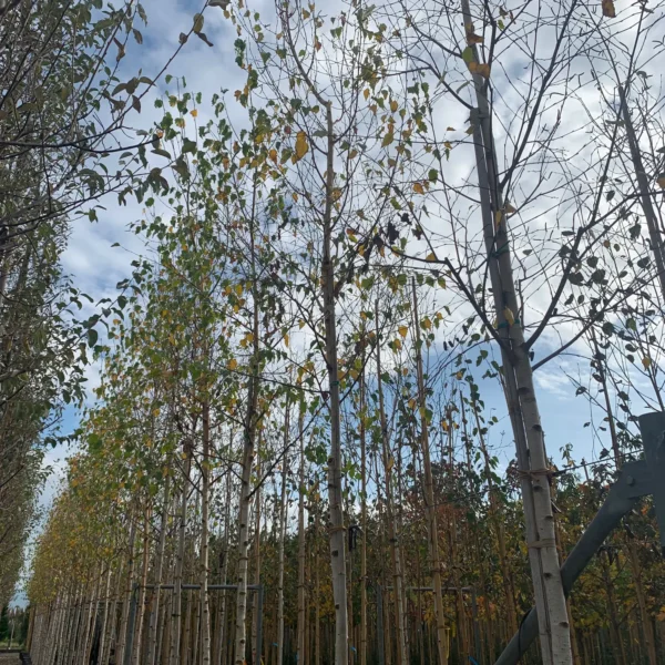 Betula pendula (Navadna breza)