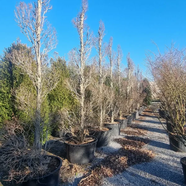 Carpinus betulus 'Fastigiata' (Stebrasti gaber)