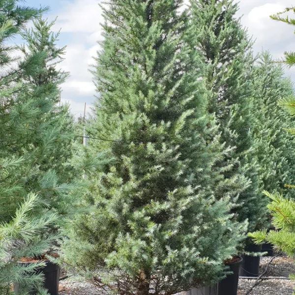 Cedrus deodara (Himalajska cedra)