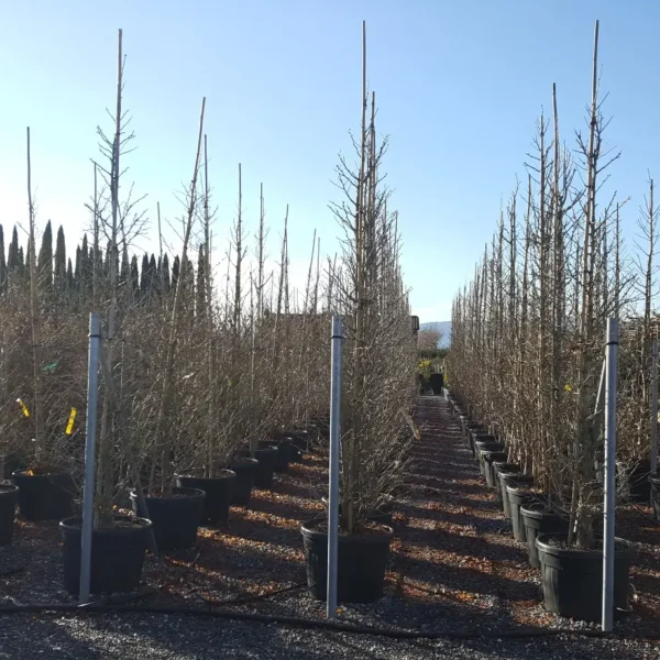 Ginkgo biloba 'Fastigiata Blagon' (Stebrasti ginko)