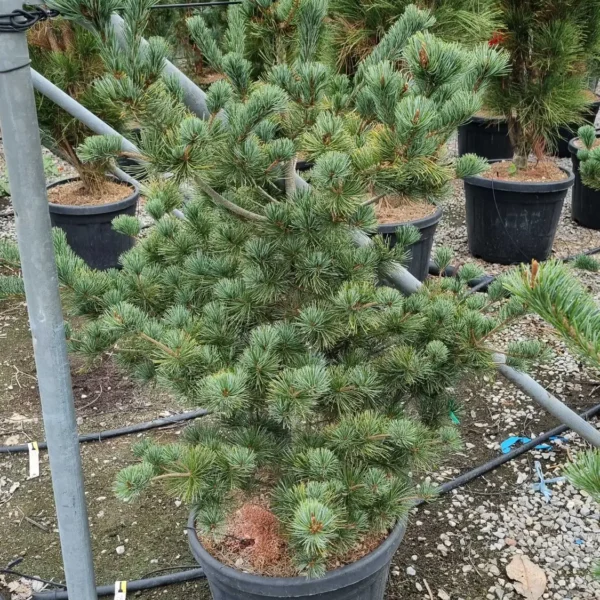 Pinus parviflora Negishi