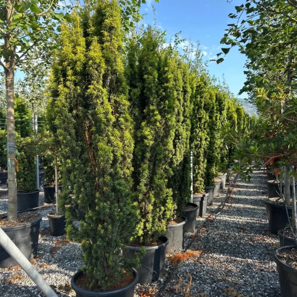 Taxus baccata 'Fastigiata Aurea' (Stebrasta tisa)