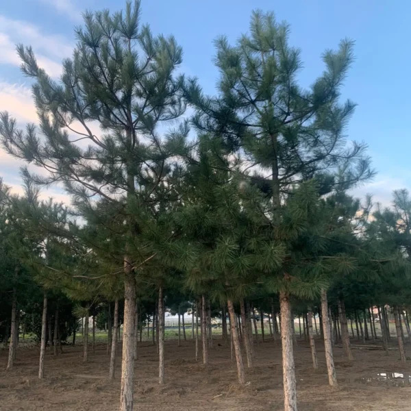 Pinus nigra var. austriaca (Črni bor)