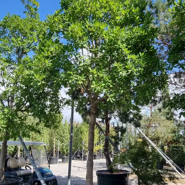 Quercus turneri 'Pseudoturneri' (Vednozeleni hrast)