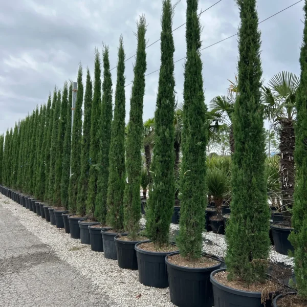 Cupressus sempervirens 'Pyramidalis' (Stebrasta cipresa)