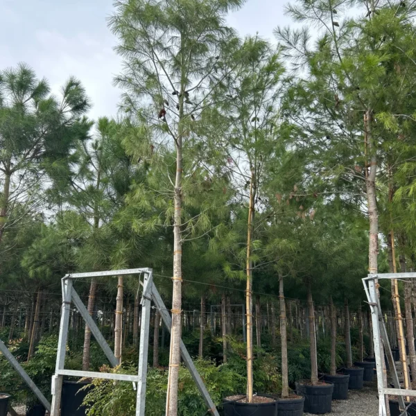 Pinus halepensis (Alepski bor)