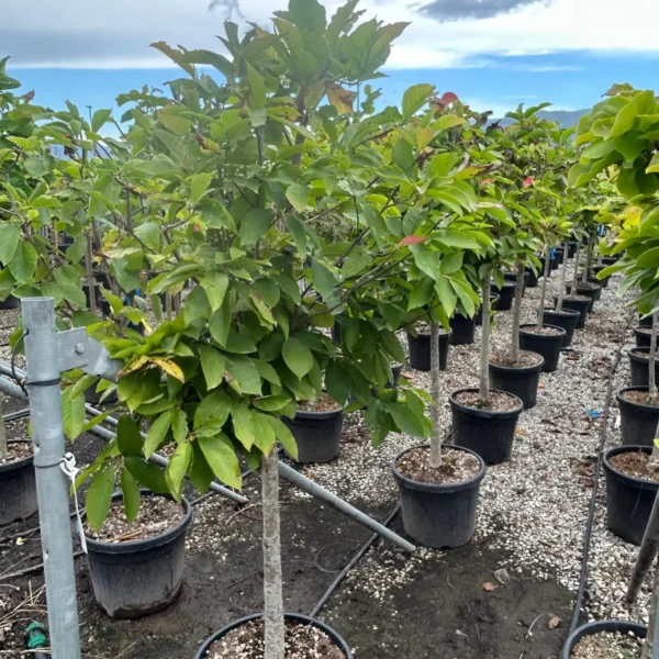 Magnolia 'Heaven Scent' (Magnolija)