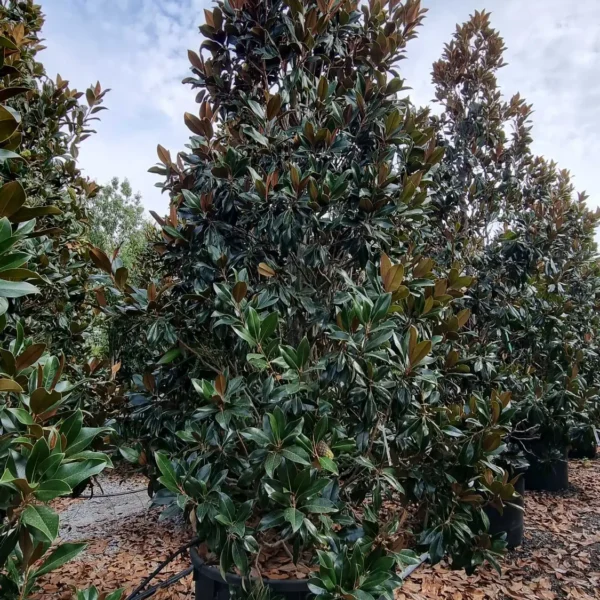 Magnolia grandiflora ‘Galissonniensis’ – EXTRA | limited availability (Velecvetna magnolija)