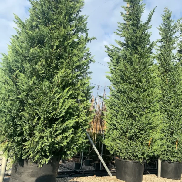 Cupressocyparis leylandii (Lejlandova cipresa)