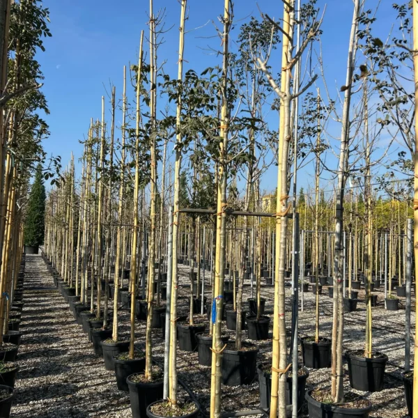 Fraxinus excelsior (Veliki/Beli jesen)