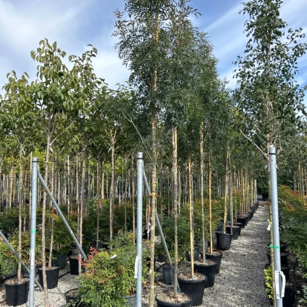 Fraxinus angustifolia 'Raywood' ( Poljski jesen)