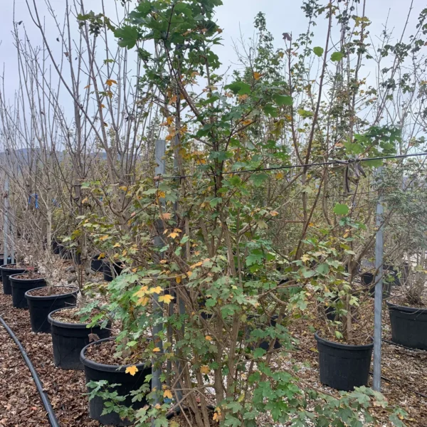 Acer campestre (Poljski javor, maklen)