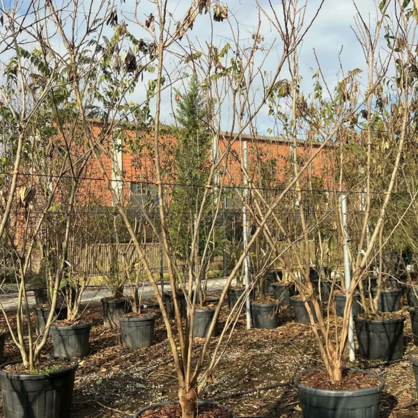 Koelreuteria paniculata (Latnati mehurnik)