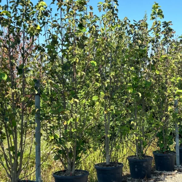 Magnolia 'Galaxy' (Magnolija)