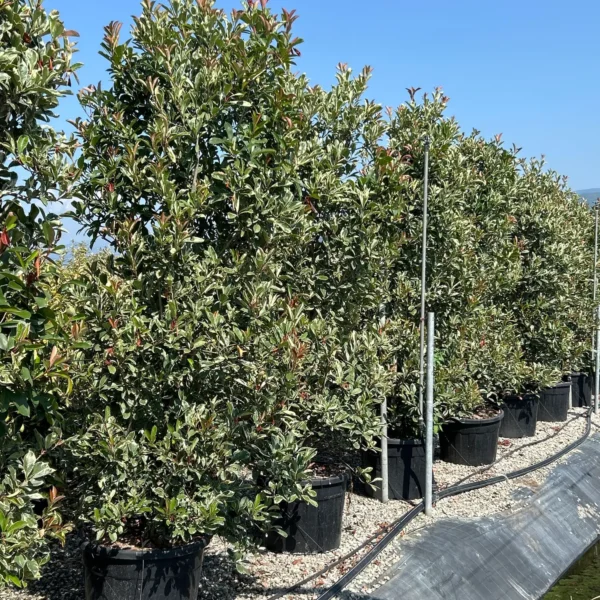 Photinia fr. 'Pink Marble' (Fotinija)