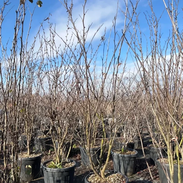 Cercis siliquastrum (Judeževo drevo/Nav.jadikovec)