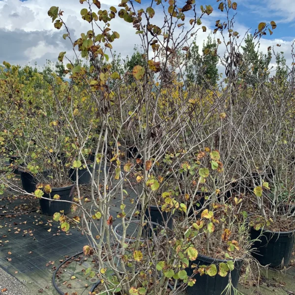 Cercis siliquastrum (Judeževo drevo/Nav.jadikovec)